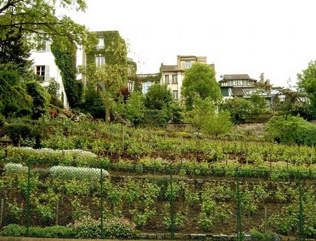Clos Montmartre Vigne